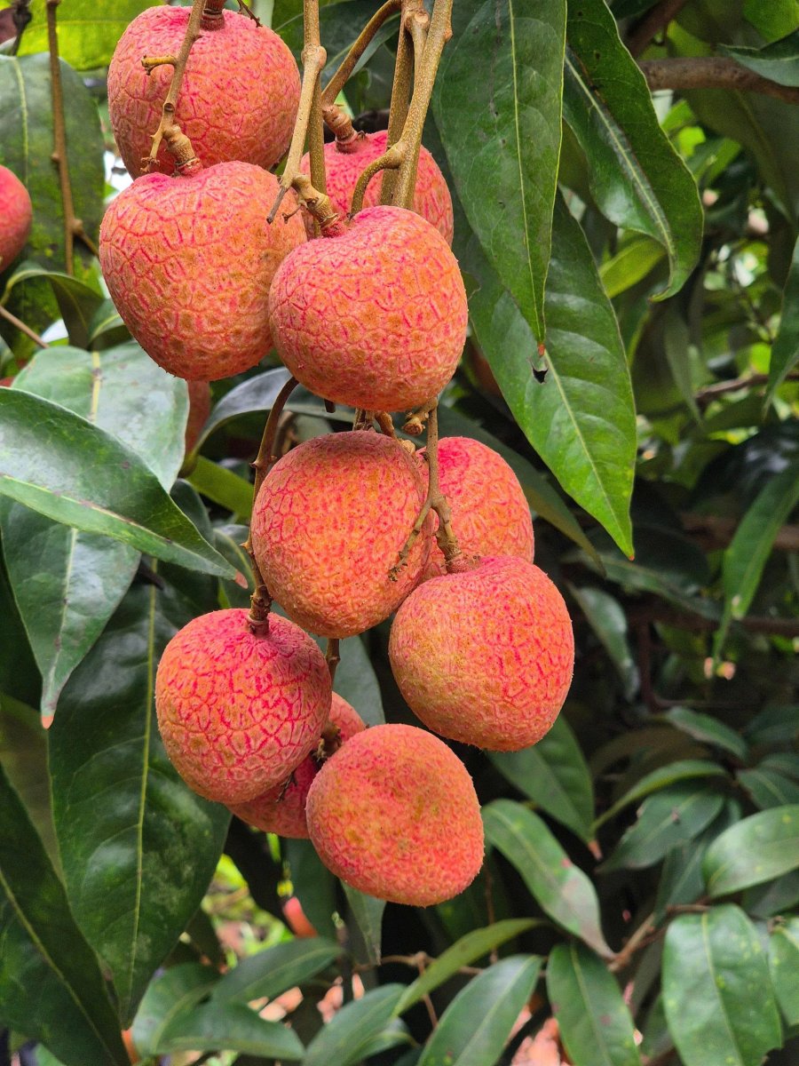 Giá vải thiều đầu vụ 2025 dao động 35.000 - 55.000đ/kg