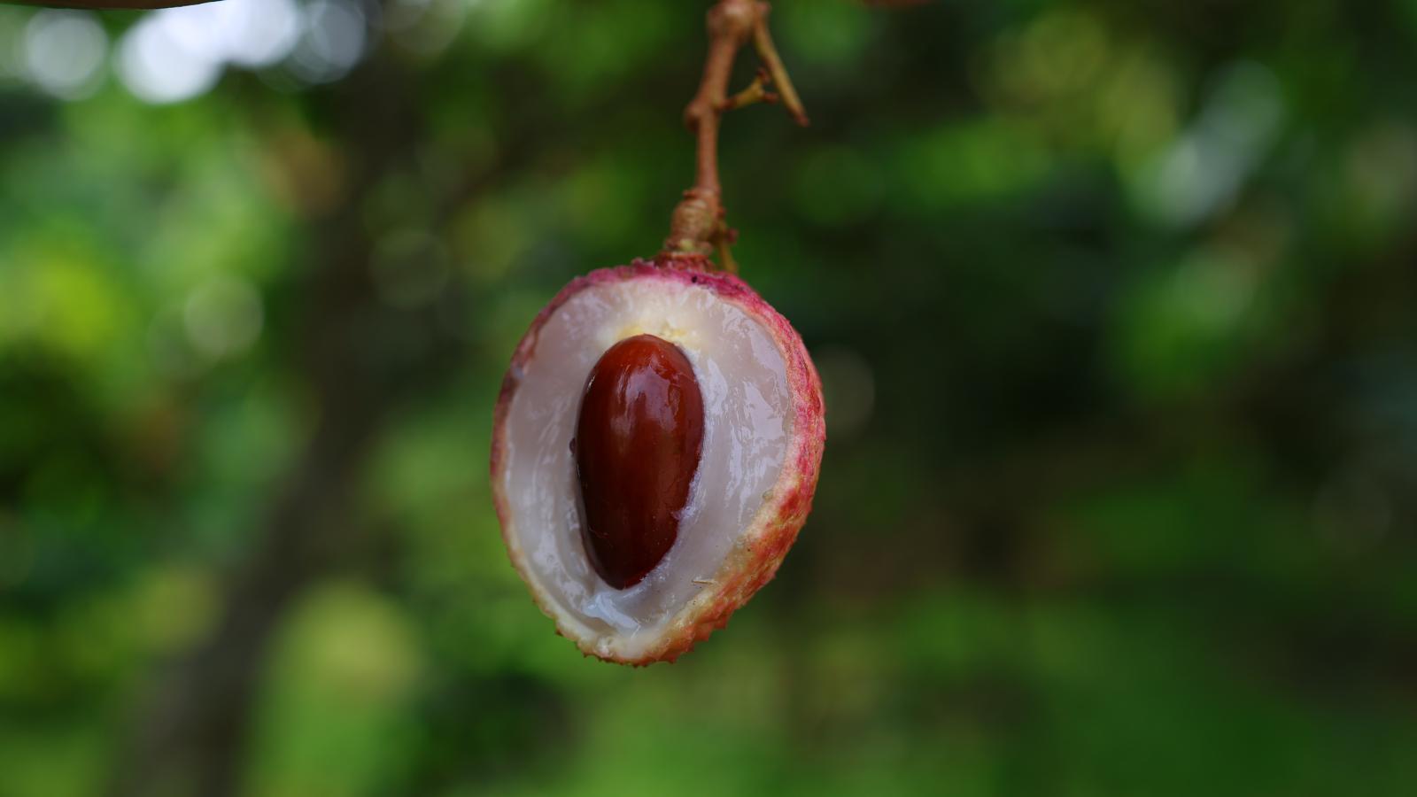 Vải thiều Cao Xá túi 500g