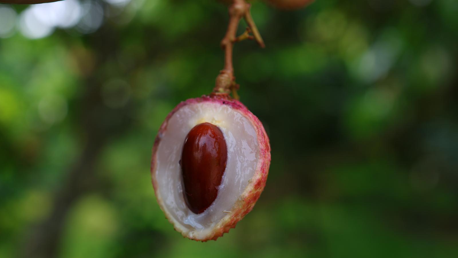 Vải thiều đông lạnh 1kg