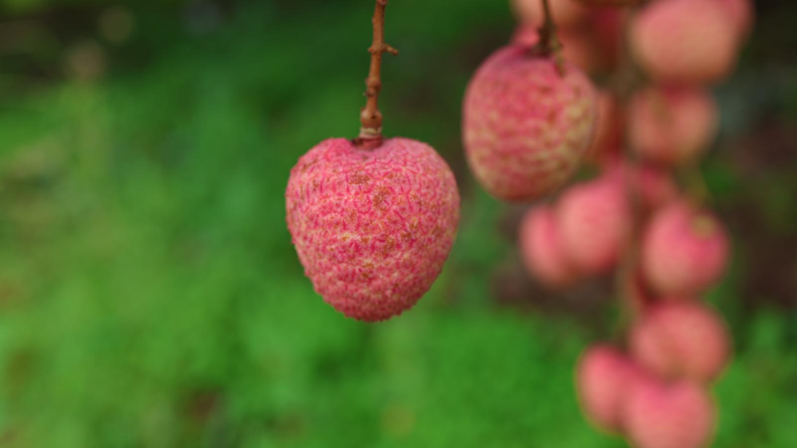 Mặt nạ dưỡng da vải thiều (hộp 10 miếng)